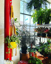 Load image into Gallery viewer, The Classic Deluxe - Extra Long Plant Hanger
